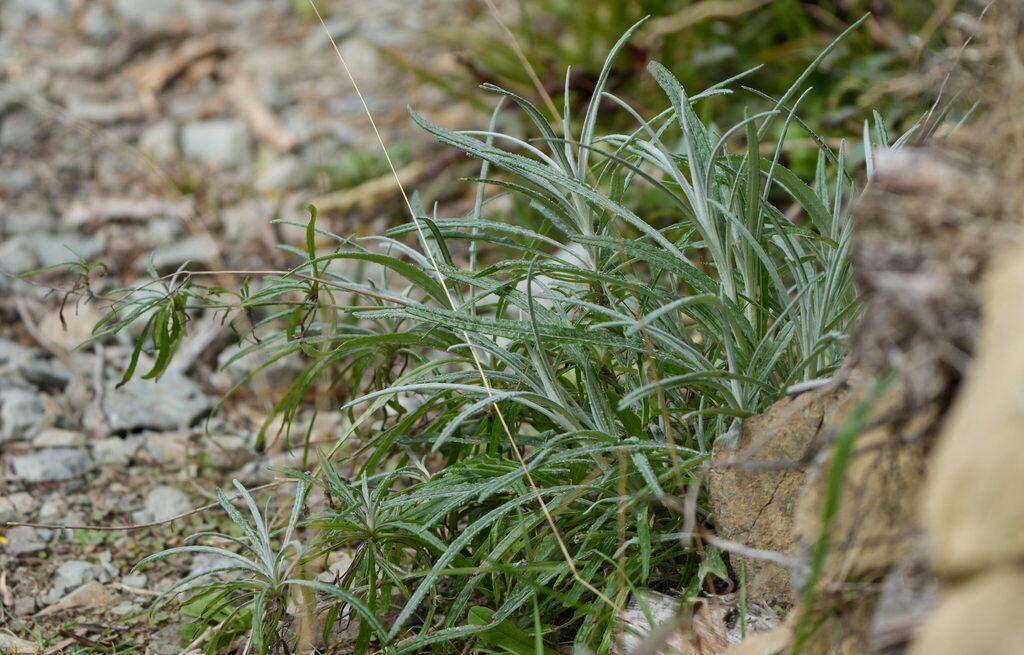 Senecio quadridentatus; photograph (c) William Harland, some rights reserved (CC BY)