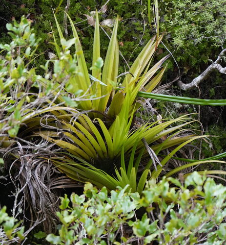 Astelia hastata, photograph 4