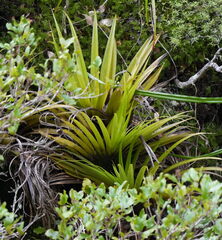Astelia hastata, photograph (c) William Harland, some rights reserved (CC BY)