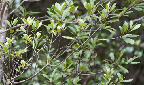 Elaeocarpus hookerianus, photograph 6