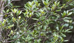 Elaeocarpus hookerianus, photograph (c) William Harland, some rights reserved (CC BY)