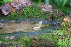 Phylloscopus pulcher