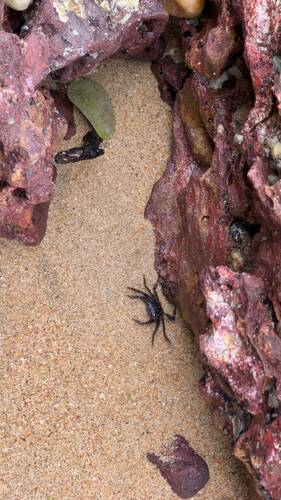 Mottled Shore Crab