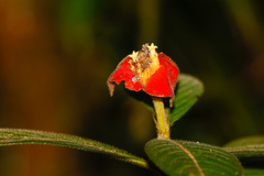 Palicourea tomentosa, photograph (c) Tom Field, some rights reserved (CC BY)