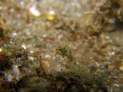 Thecacera