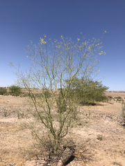 Parkinsonia praecox
