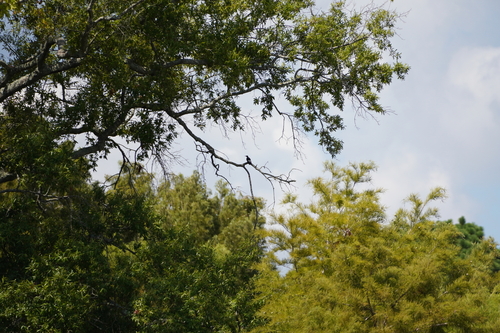 Red-headed Woodpecker
