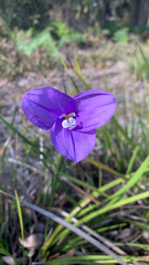 Patersonia occidentalis, photograph (c) Millie Brady, some rights reserved (CC BY)
