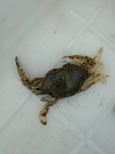 Speckled Swimming Crab