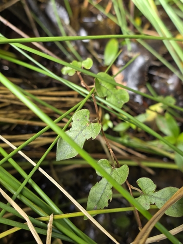 Muehlenbeckia australis, photograph 2