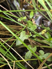 author not stated, no rights reserved Muehlenbeckia australis, photograph author not stated, no rights reserved