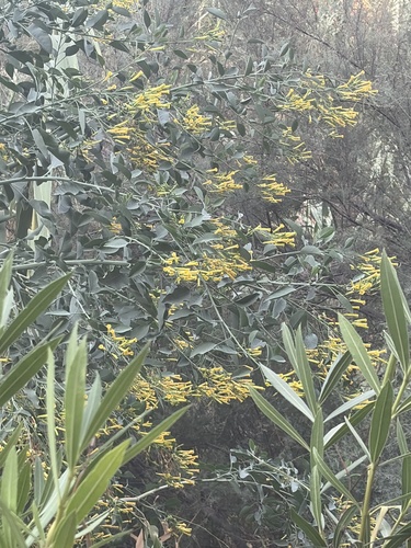 tree tobacco