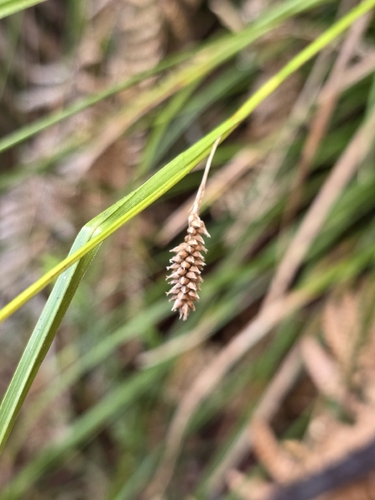 Carex dissita observed 2026-09-12