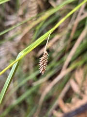 Carex dissita