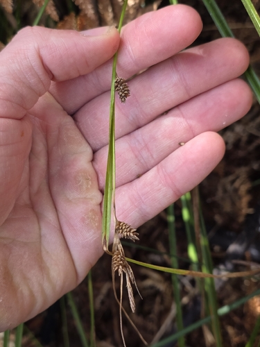Carex dissita, photograph 2
