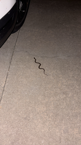 Plain-bellied Watersnake