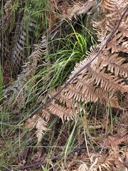 author not stated, no rights reserved Carex dissita, photograph author not stated, no rights reserved