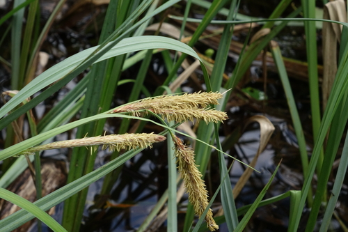 Carex riparia