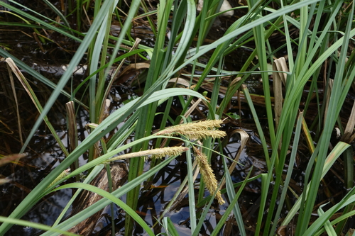 Carex riparia, photograph 2