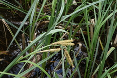 (c) Oleg Kosterin, some rights reserved (CC BY) Carex riparia, photograph (c) Oleg Kosterin, some rights reserved (CC BY)