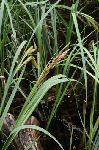 Carex riparia, photograph 1