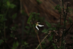 Eriochilus dilatatus