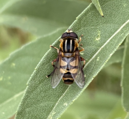 Narrow-headed Marsh Fly