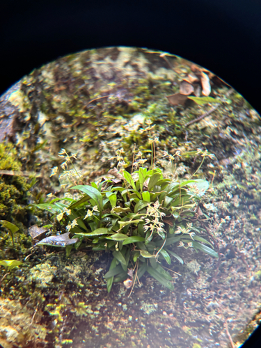 Bulbophyllum scabratum