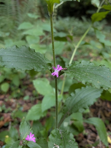 red campion