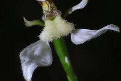 Eriochilus dilatatus