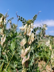 Vicia pannonica
