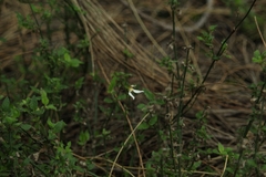 Eriochilus dilatatus