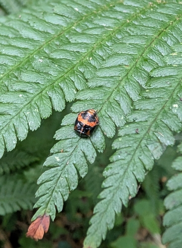 Asian Lady Beetle