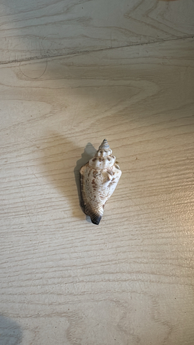 Little Bear Conch