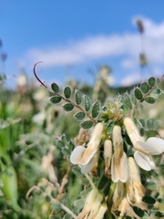 Vicia pannonica