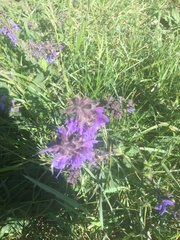 Salvia pratensis