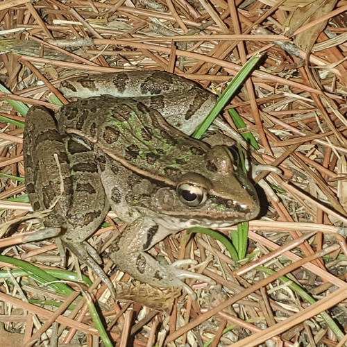 Southern Leopard Frog