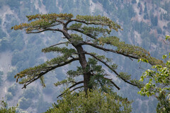 Pinus lambertiana, photograph (c) Wendy Walker, some rights reserved (CC BY)