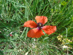 Papaver apulum