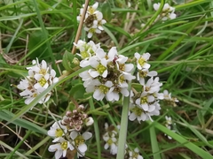 Cochlearia officinalis