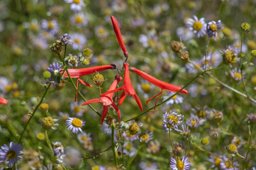 Penstemon labrosus