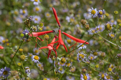 Penstemon labrosus