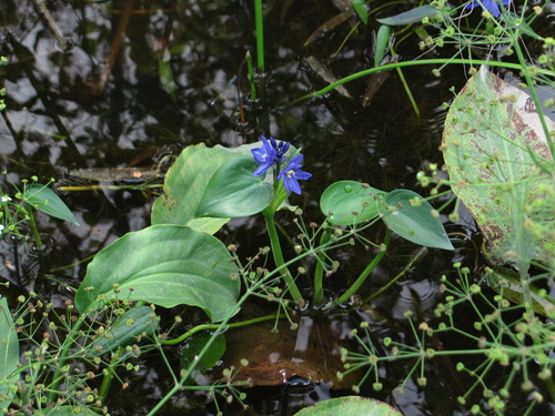 Pontederia korsakowii, 2026-08-23