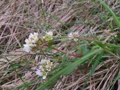 Cochlearia officinalis