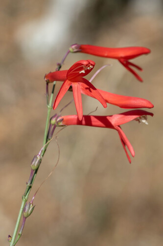 Penstemon labrosus, photograph 1