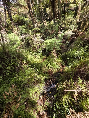 Hiya distans, photograph 2