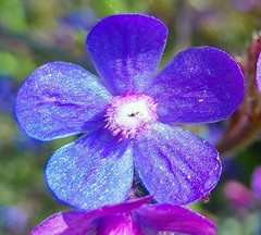 Anchusa azurea