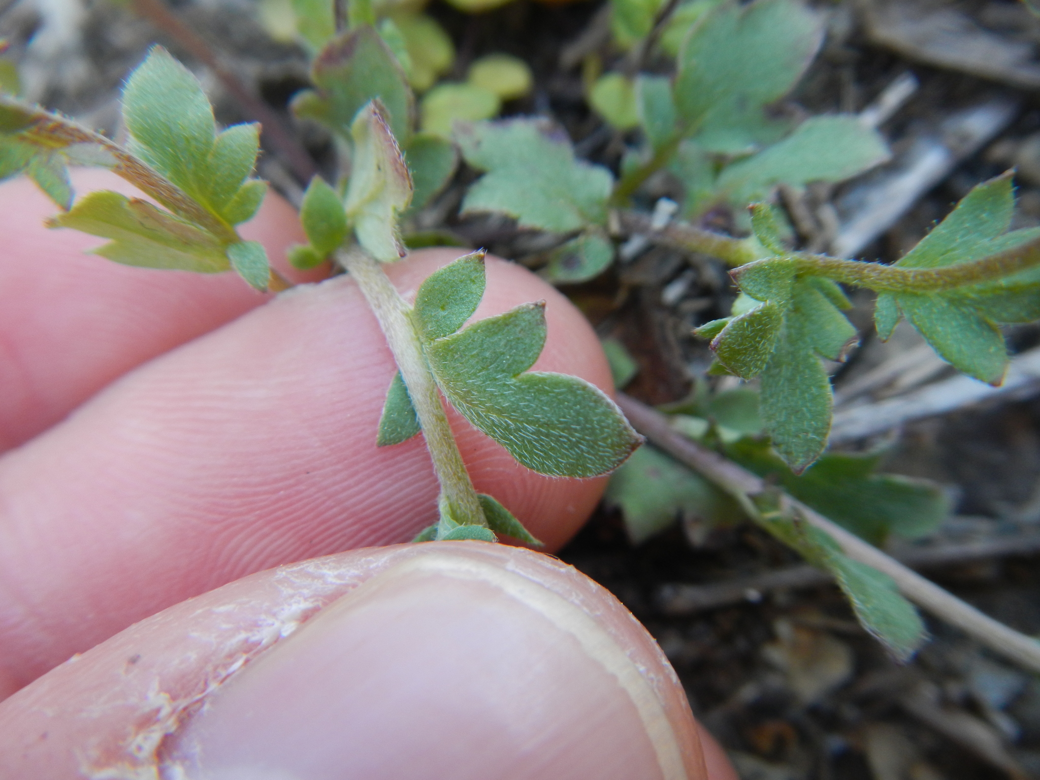 Phacelia dubia var. dubia