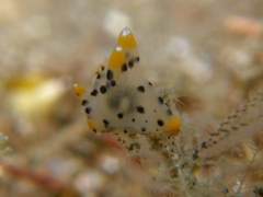 Thecacera