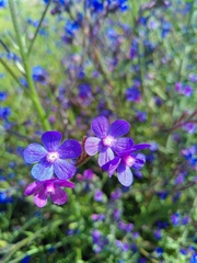 Anchusa azurea